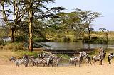 TANZANIA - Serengeti National Park - Zebre - 2